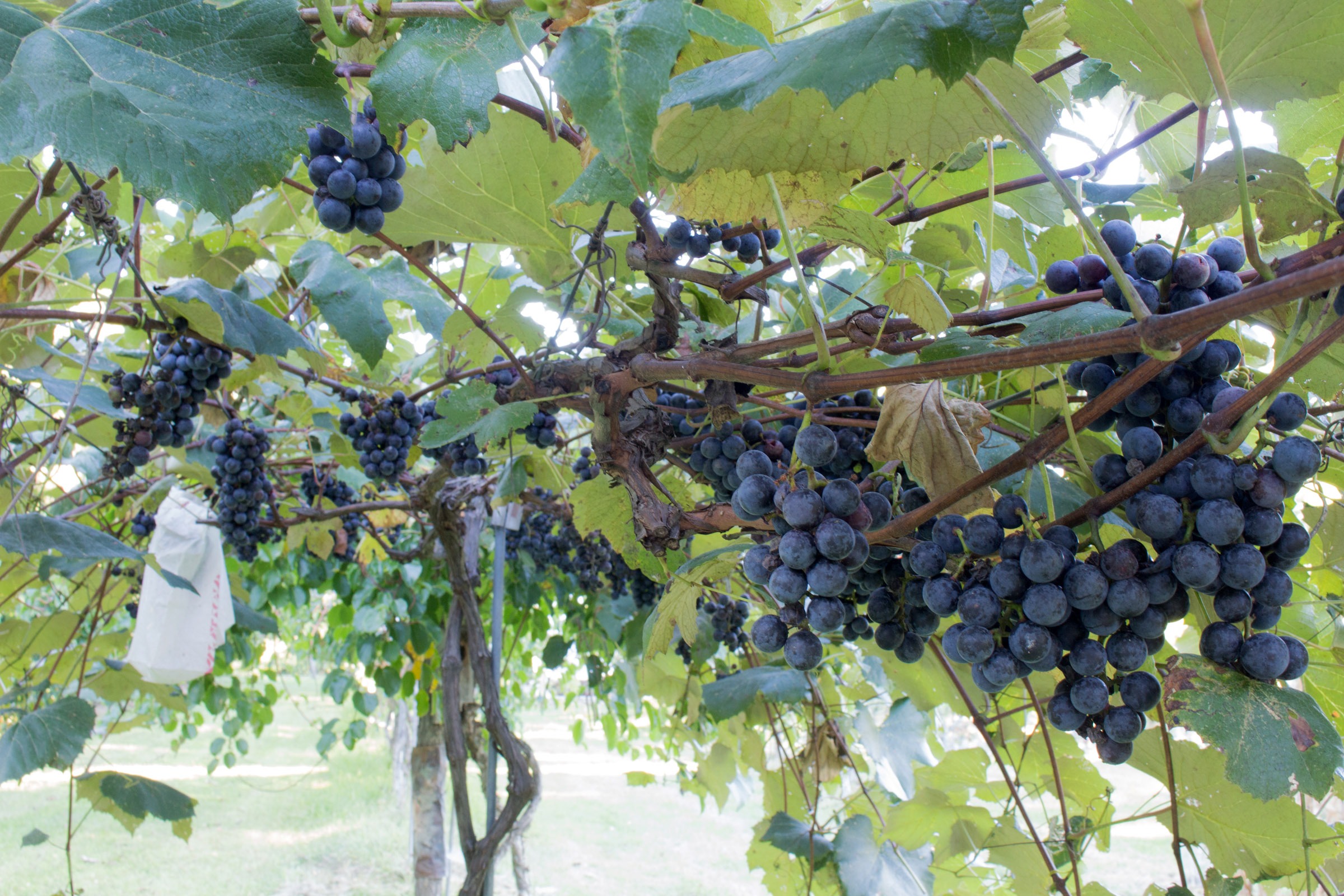 Concord vine