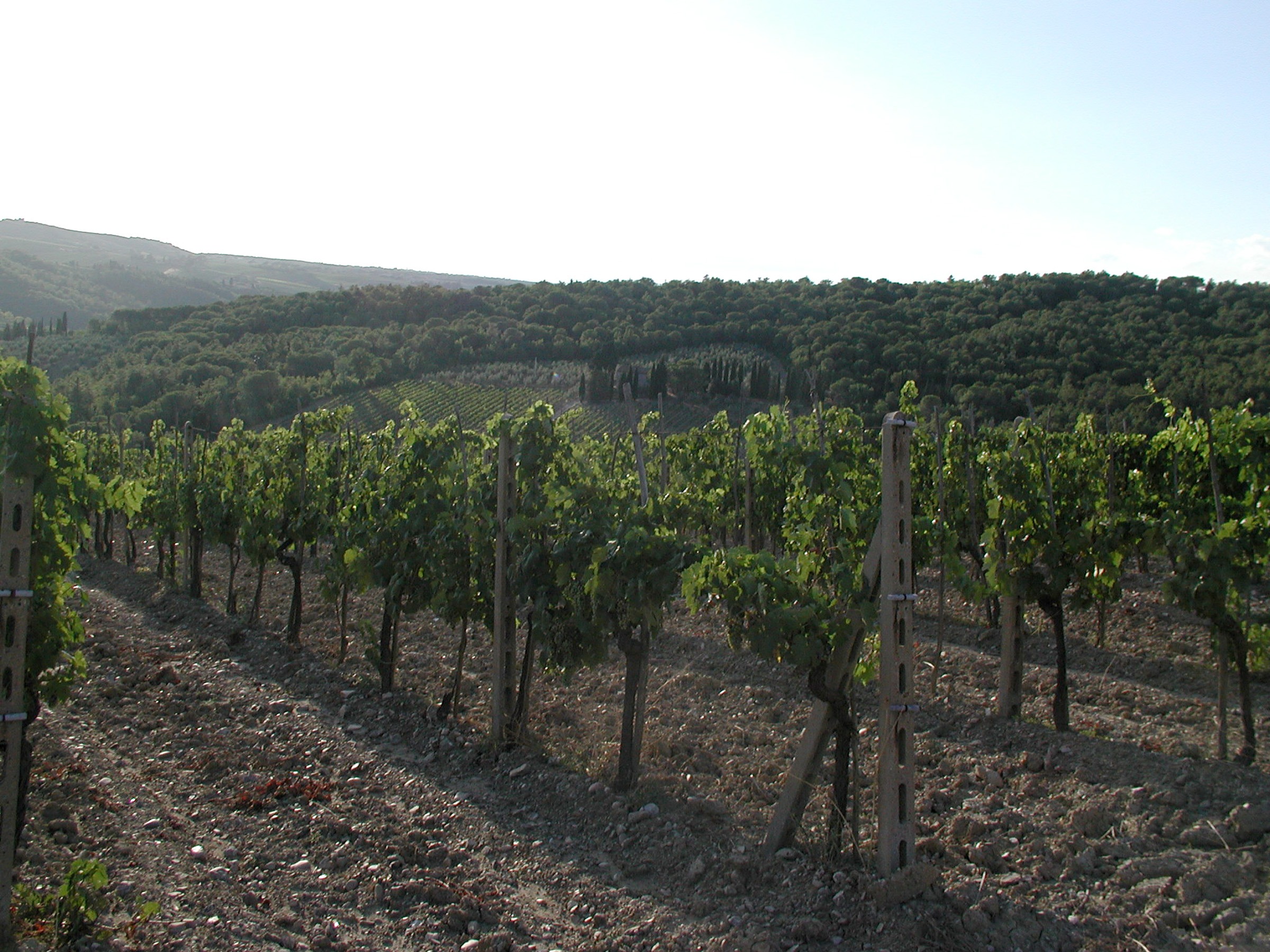 Vineyard of European wine grape