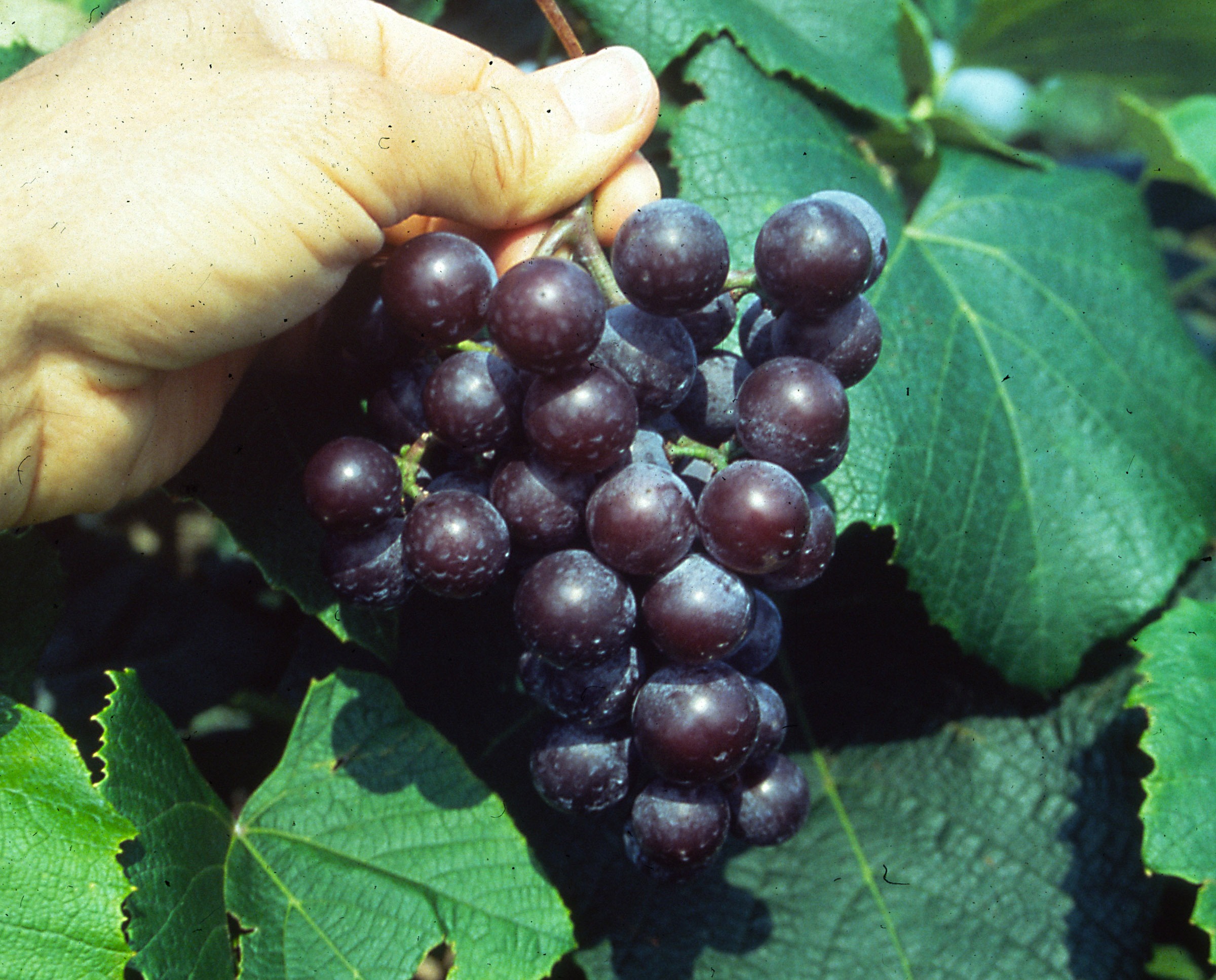 Concord grape bunch