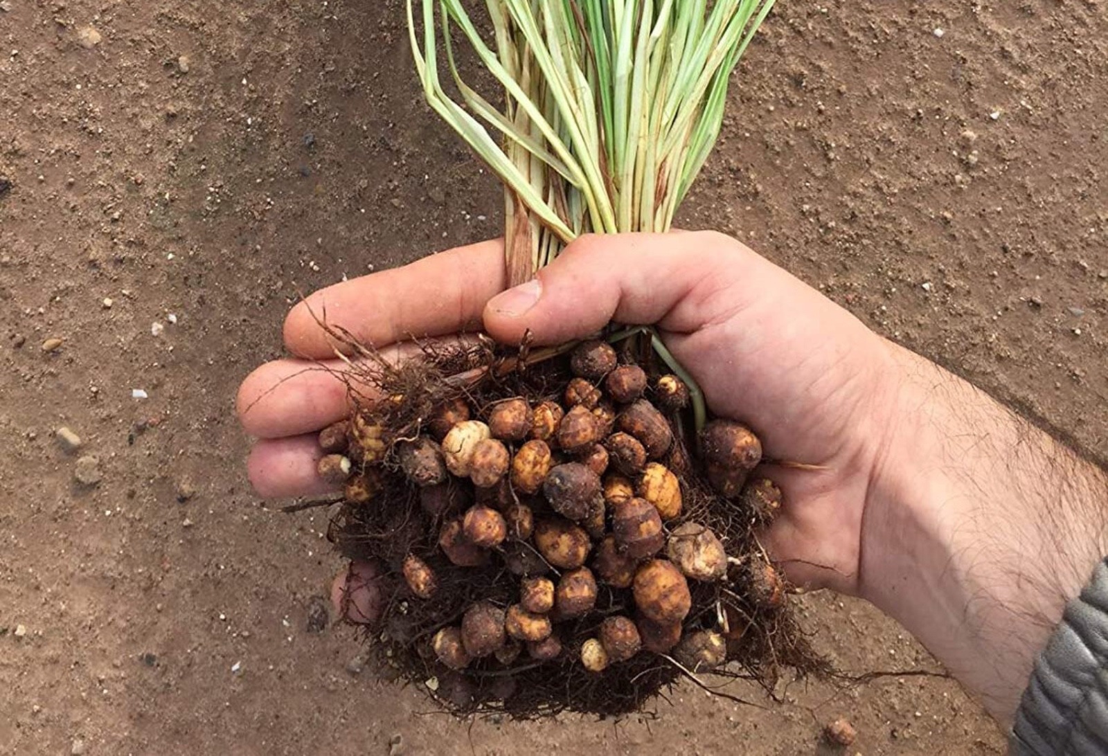 Harvested chufa, clump with leaves