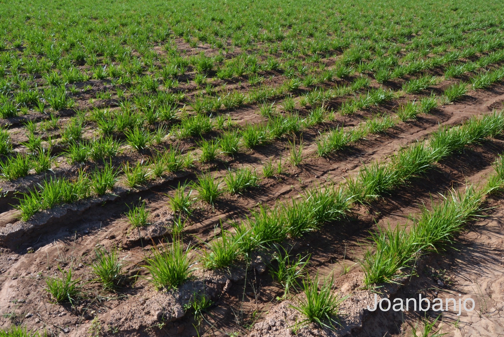 Cultivated field of chufa