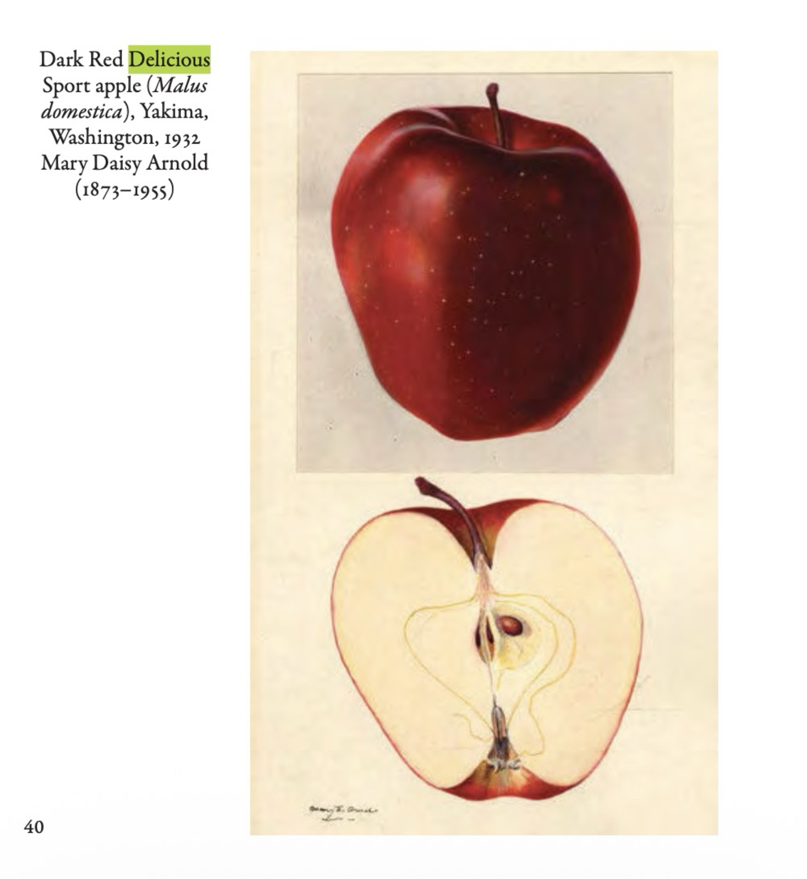 A later sport of Red Delicious;  page from my book "Fruit: From the USDA Pomological Watercolor Collection"