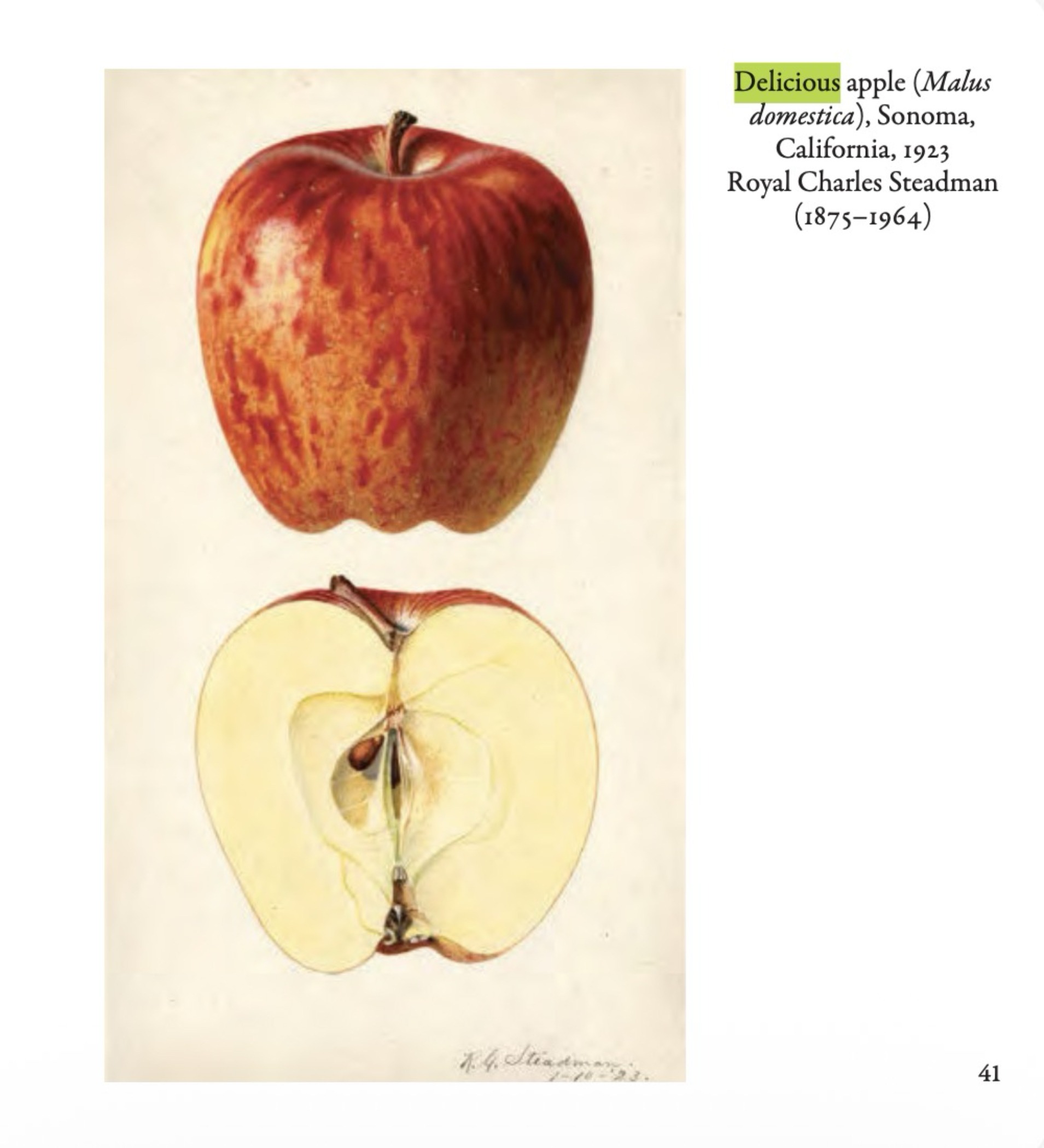Ann early sport of Red Delicious