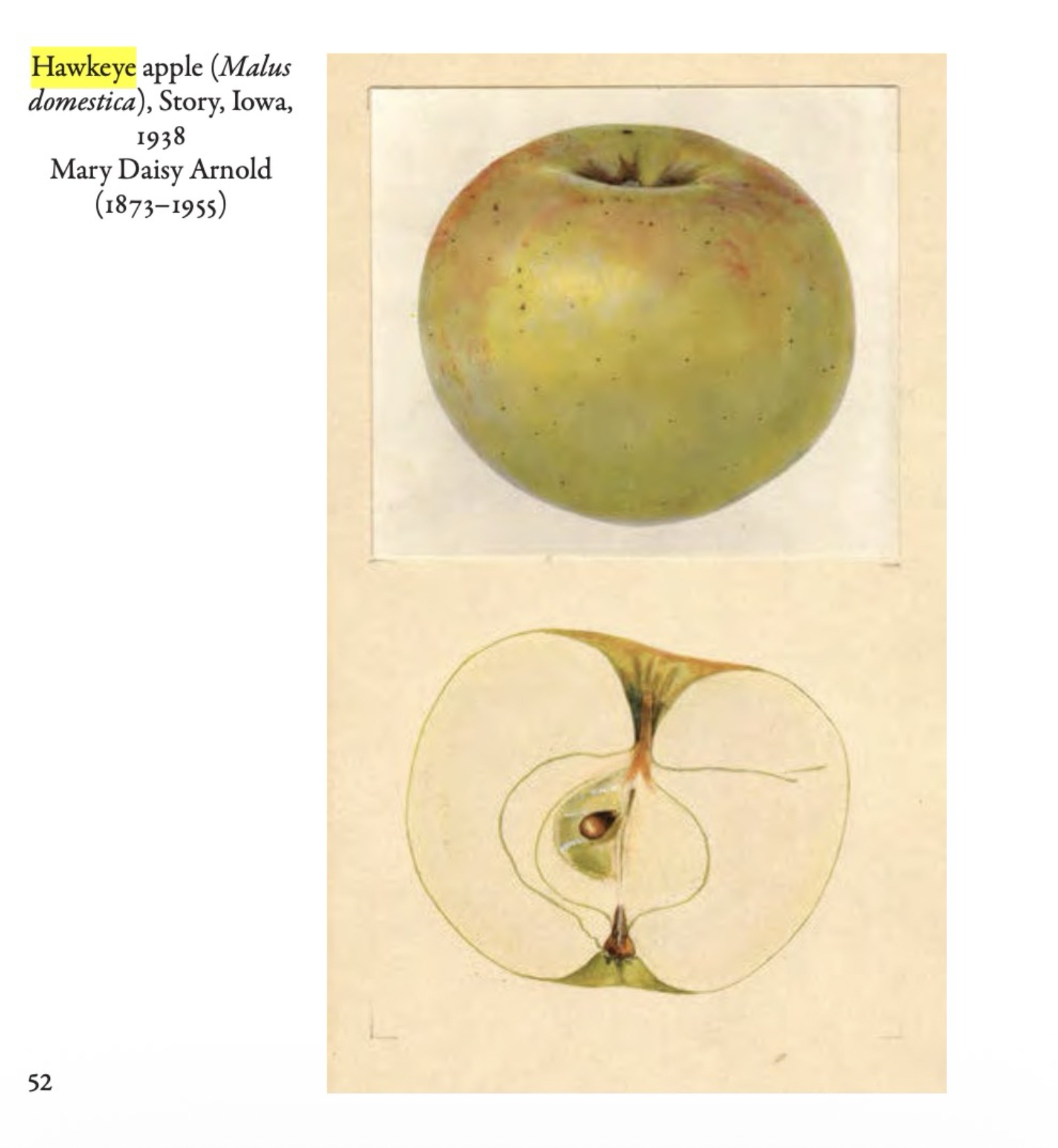 Hawkeye, the original Red Delicious, page my book "Fruit: From the USDA Pomological Watercolor Collection"
