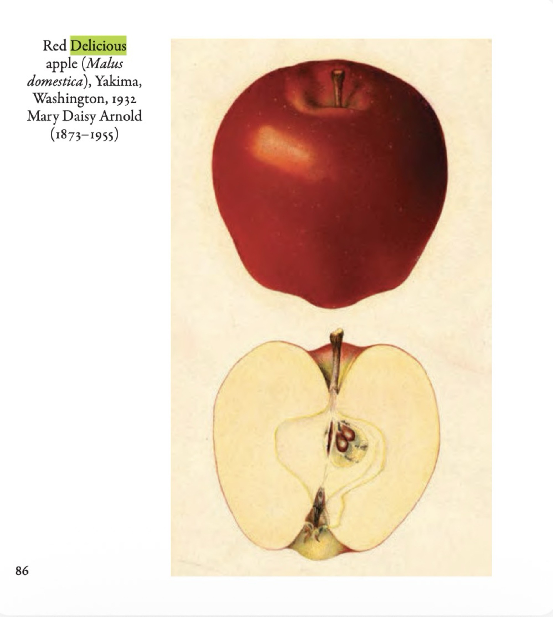 A later sport of Red Delicious