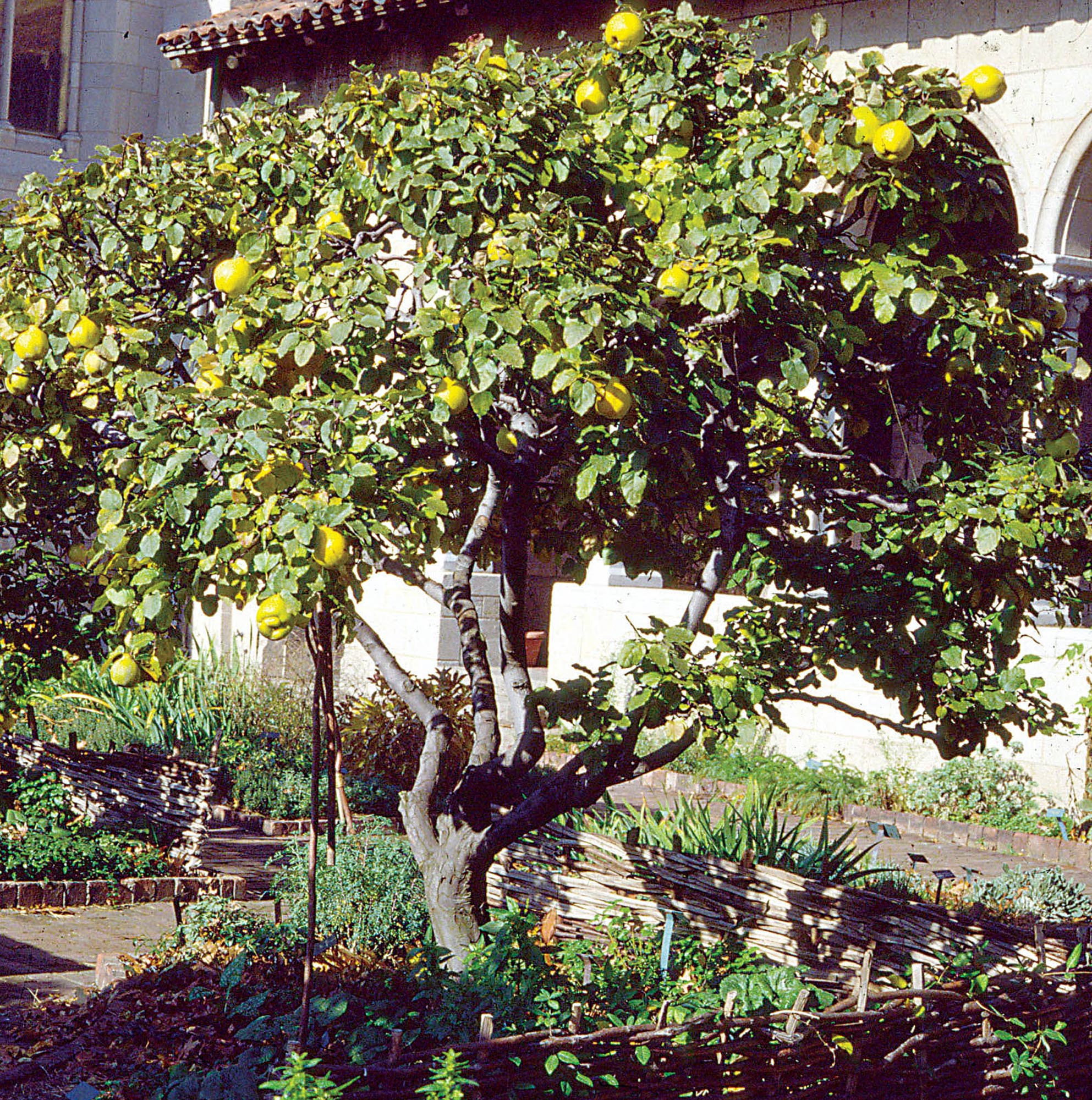 Fruit of true quince