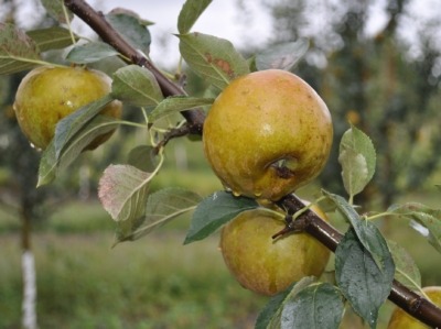 Ashmead's Kernel apple