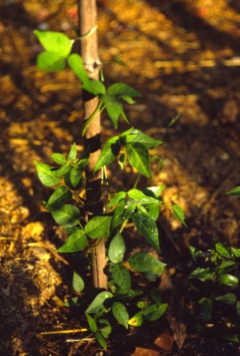 Nu nu vine climbing pole