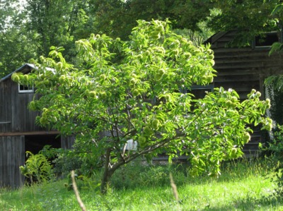 Young chestnut tree