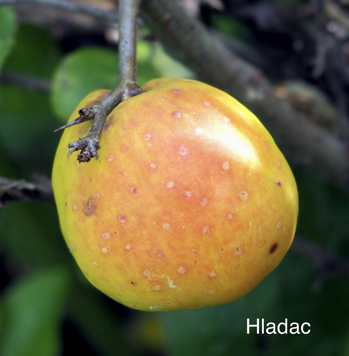 Flowering quince fruit