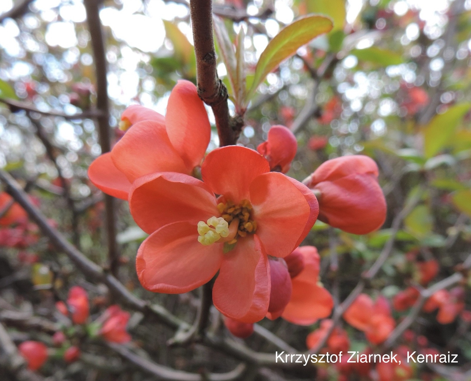 Flowering quince flower