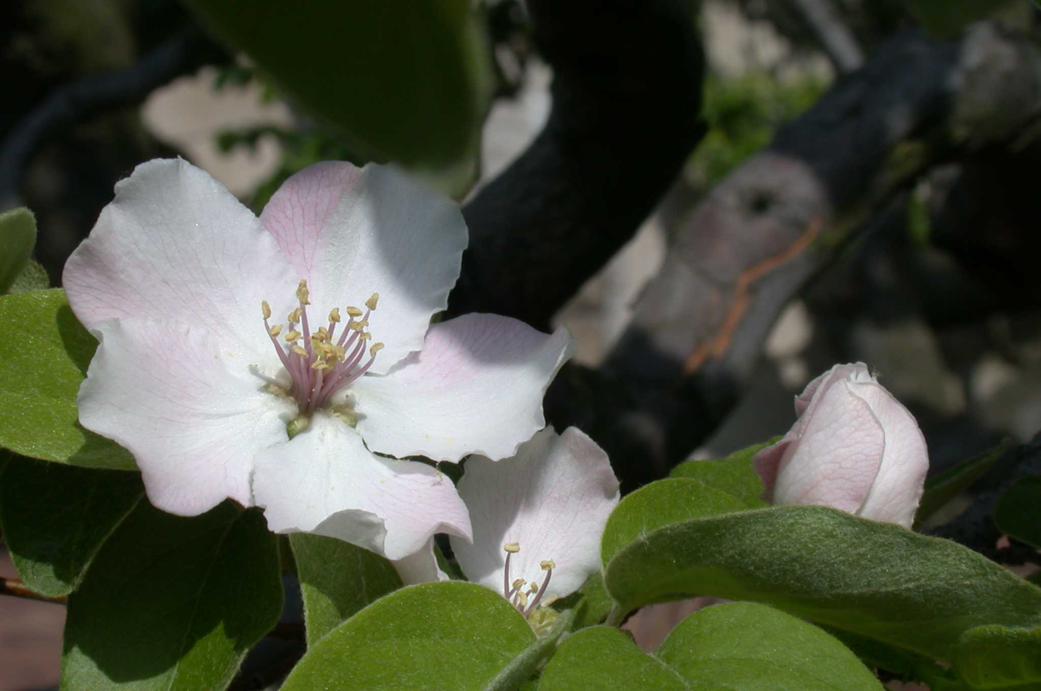 Flowers of true quince