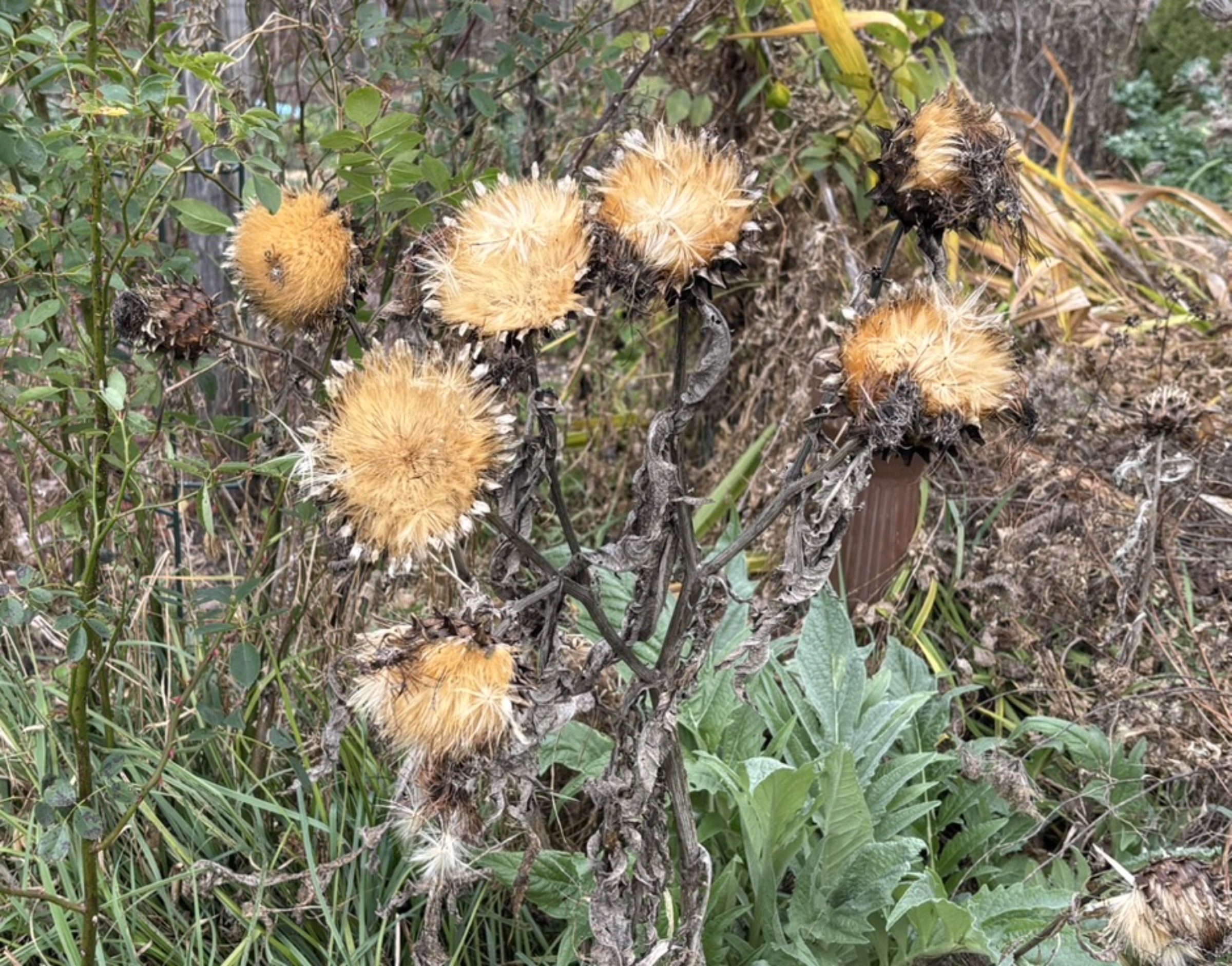 Cardoon seedhead