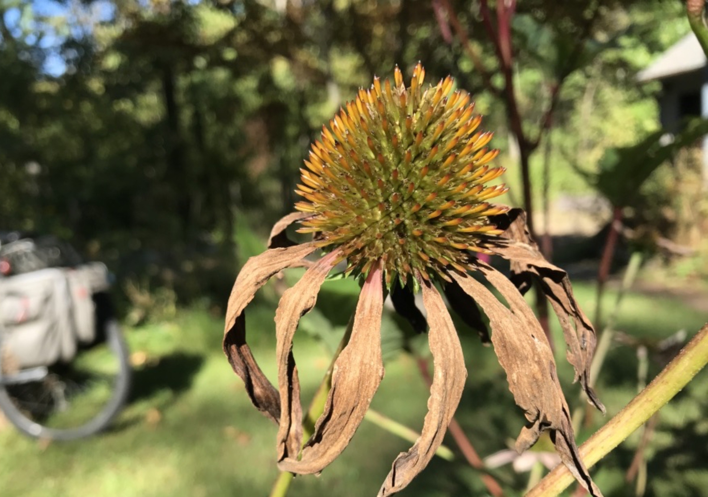 Echinaceae seed head