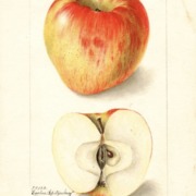 Spitzenberg apple watercolor