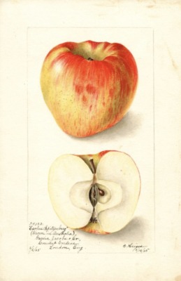 Spitzenberg apple watercolor
