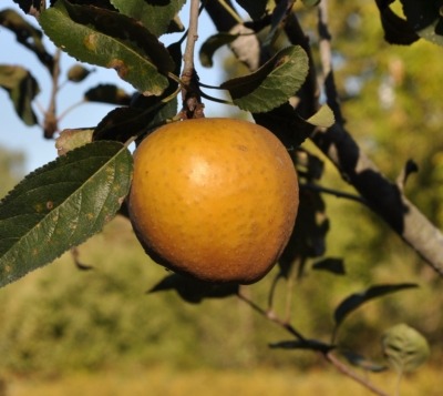 Homegrown Hudson's Golden Gem