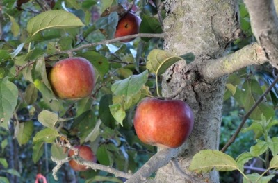 Homegrown Macoun apple