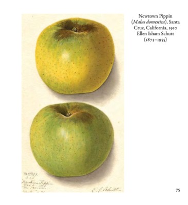 Watercolor from my book "Fruit: From the USDA Pomological Watercolor Collection"