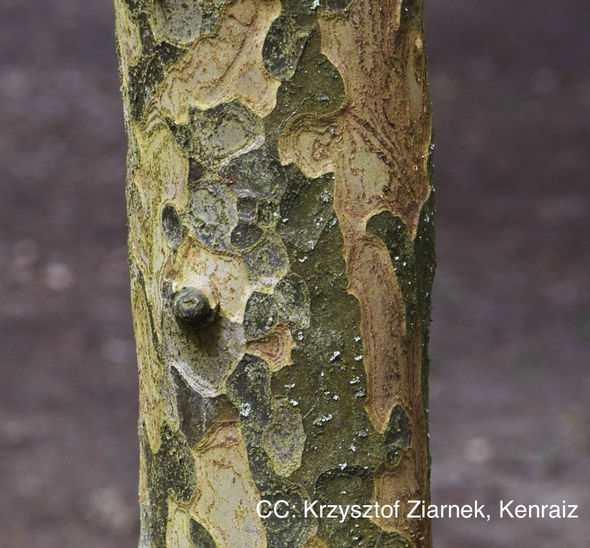 Bark of Chinese flowering quince