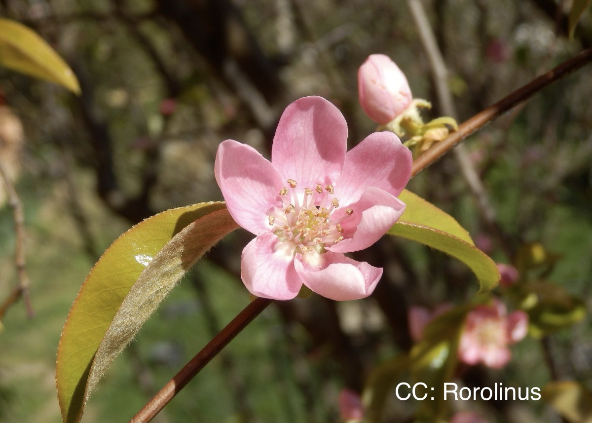 Chinese flowering quince flower