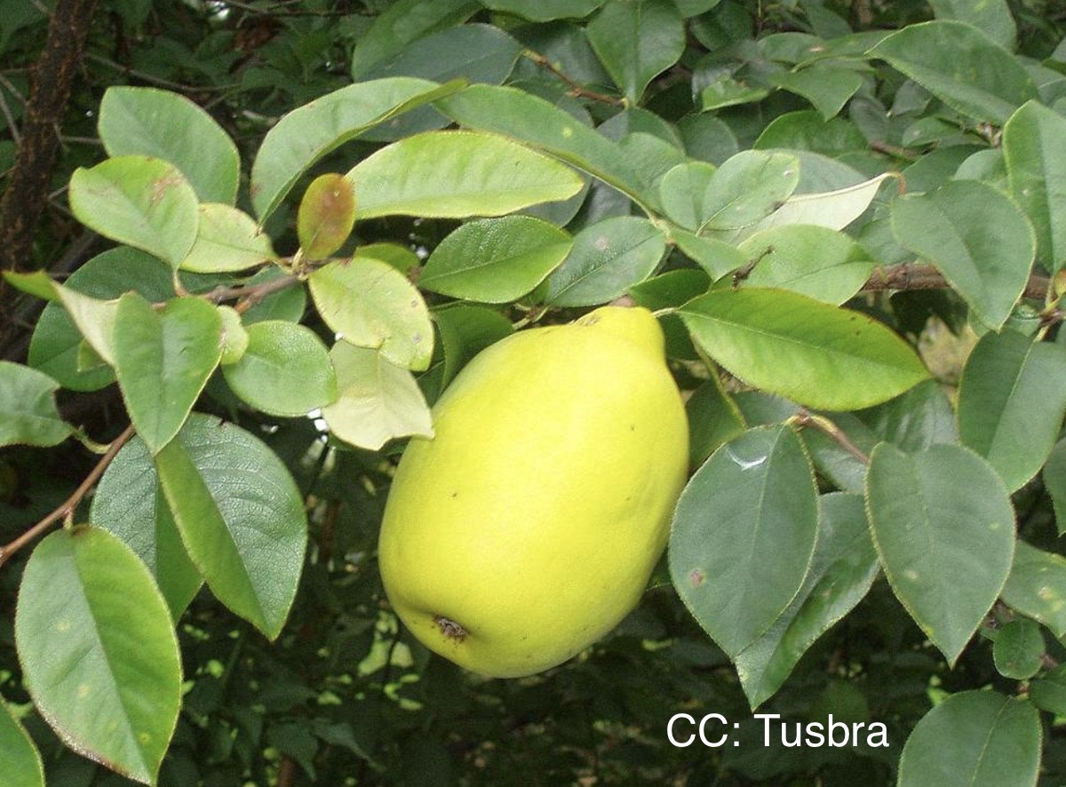 Fruit of Chinese flowering quince