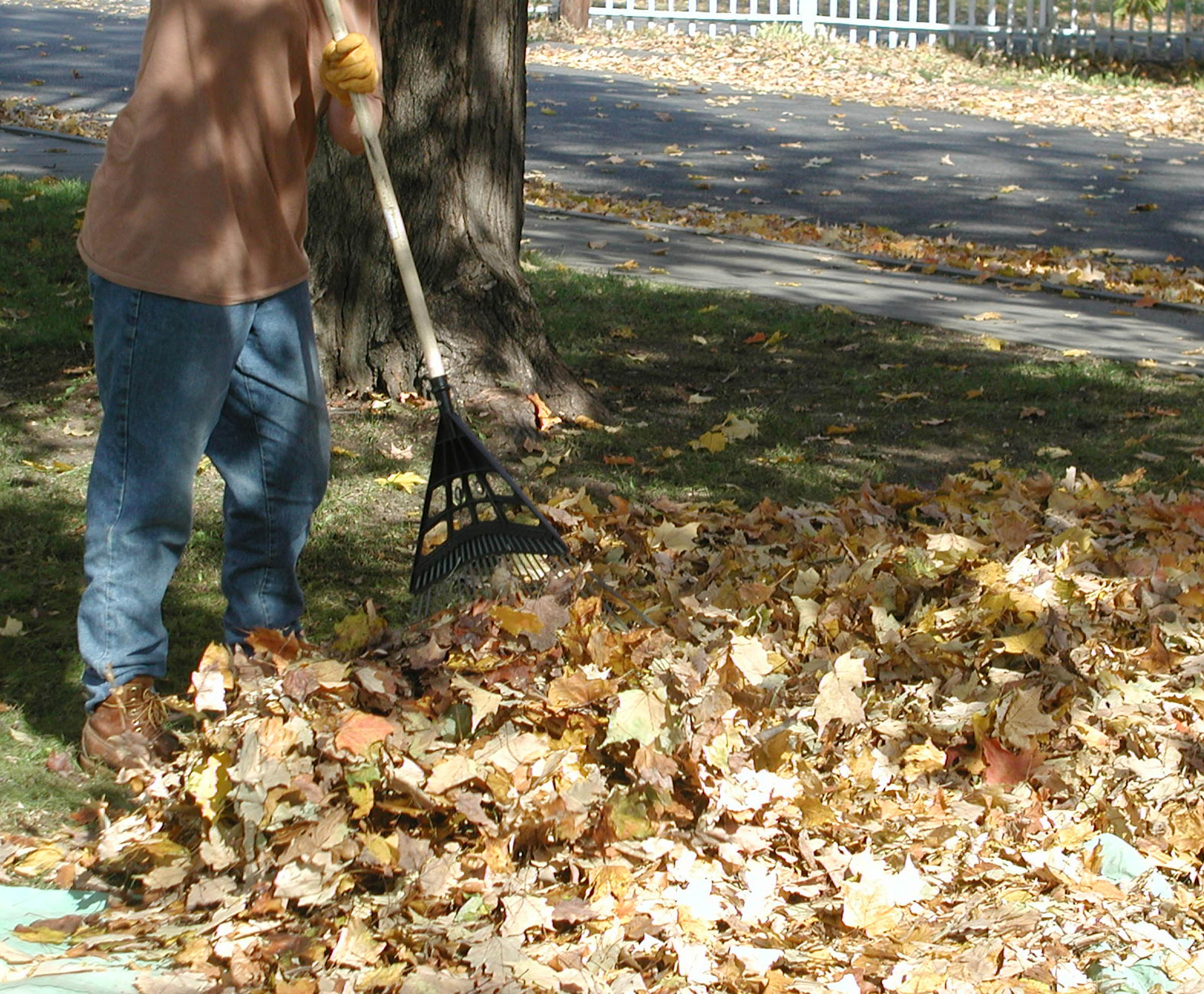 Raking leaves