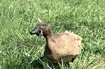 Duck dining on mouse
