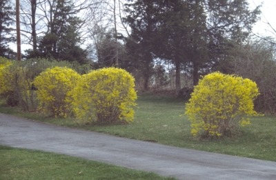Forsythia hedged globes