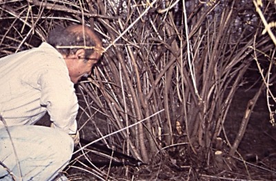 Pruning out decrepit and congested stems at base of forsythia