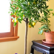 Kumquat