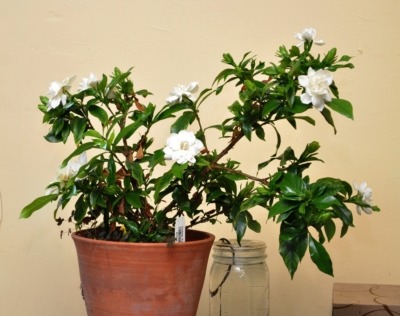Gardenia in bloom