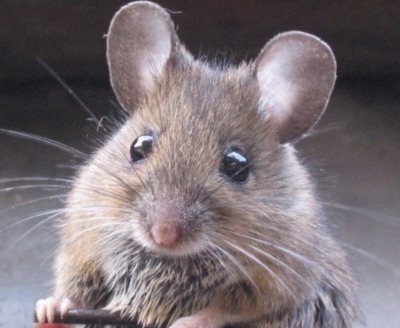 House mouse