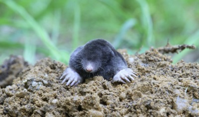 Mole