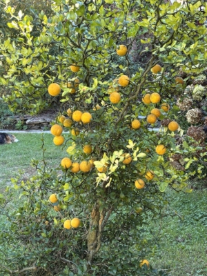 Hardy orange fruiting