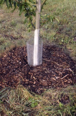 Well-dressed tree, ready for winter
