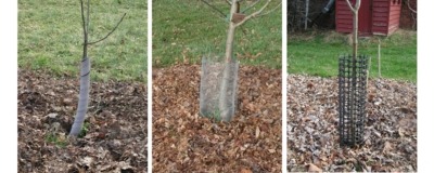 Three ways to protect young trees from mice