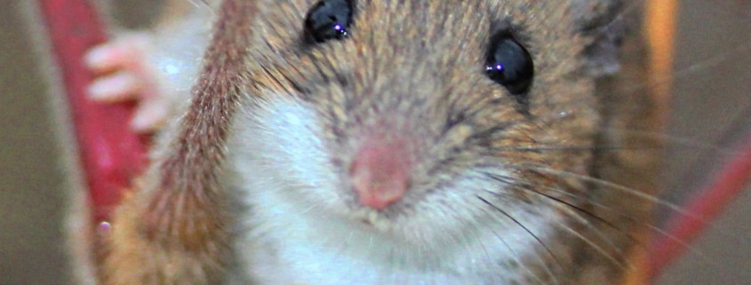 White footed mouse