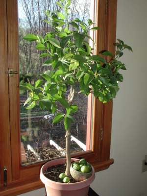 Lime tree in pot