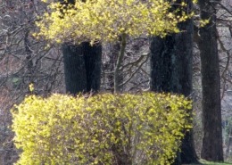 Interesting and unique pruning of forsythia