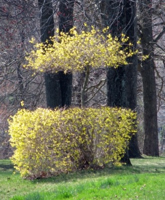Interesting and unique pruning of forsythia