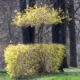 Interesting and unique pruning of forsythia