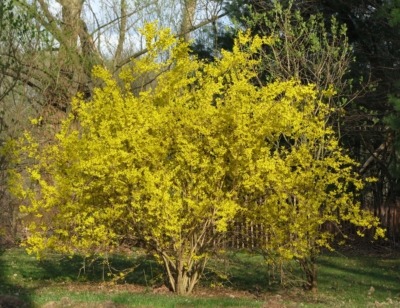 A fountain of yellow forsythia flowers