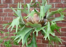 staghorn fern