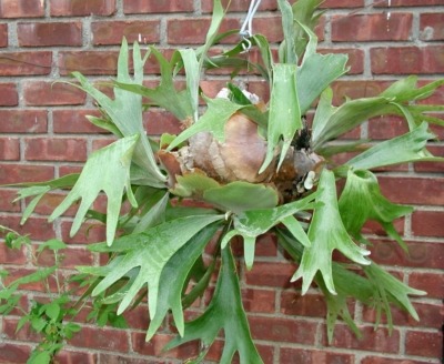 staghorn fern