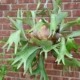 staghorn fern