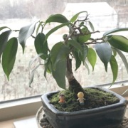 My bonsai, 7 years old