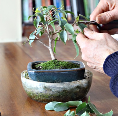 Leaf pruning bonsai