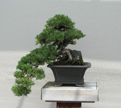 Bonsai juniper, Longwood