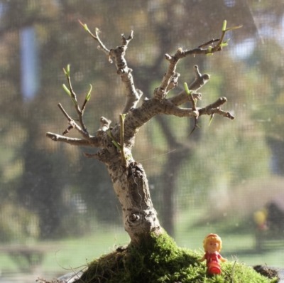 Pruned and repotted bonsai